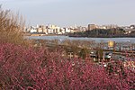 Mito skyline over plums